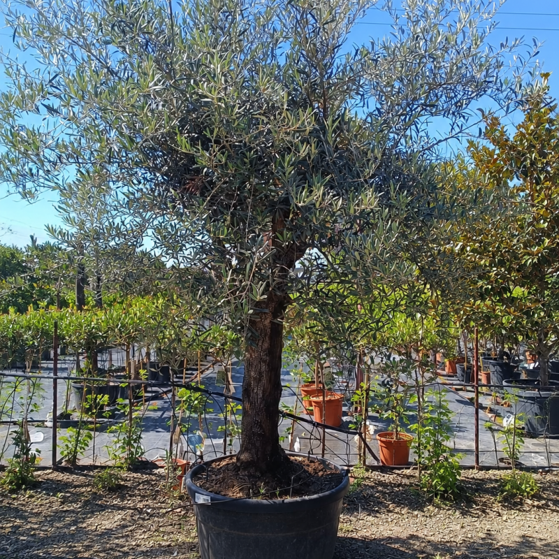 Olea europaea (Olivovník európsky) ´LECCINO´ – výška 280–310 cm, obvod kmeňa 50–60 cm, výška kmienka 80–90 cm, kont. C150L- NA KMIENKU Olea europaea (Olivovník európsky) ´LECCINO´ – výška 280–310 cm, obvod kmeňa 50–60 cm, výška kmienka 80–90 cm, kont. C150L- NA KMIENKU